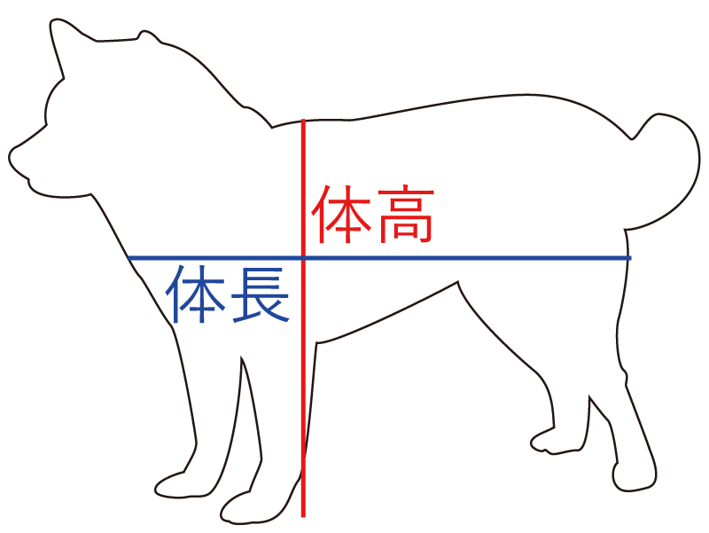 体高と体長